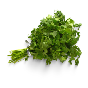 Cilantro